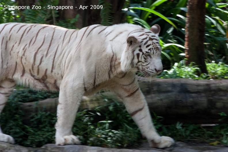 20090423_Singapore Zoo _89 of 97_.jpg